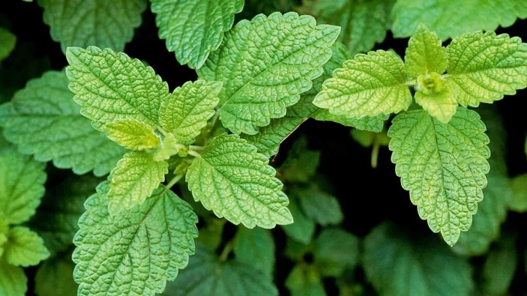 Zioła na depresję: Skuteczna ziołowe moc natury dla zdrowia Melisa