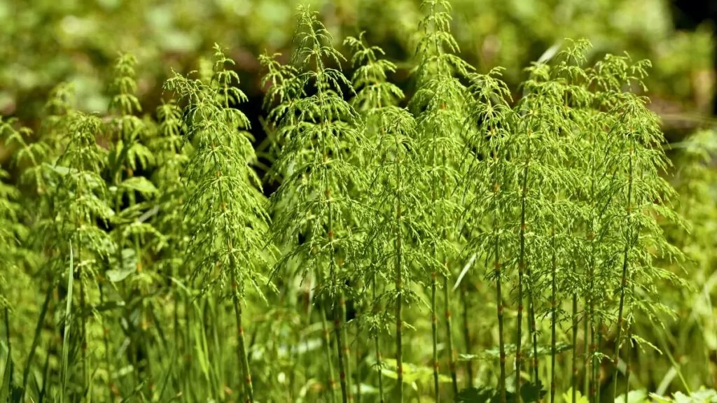 Zioła na nerki i układ moczowy: Wspomaganie nerkowe skrzyp polny