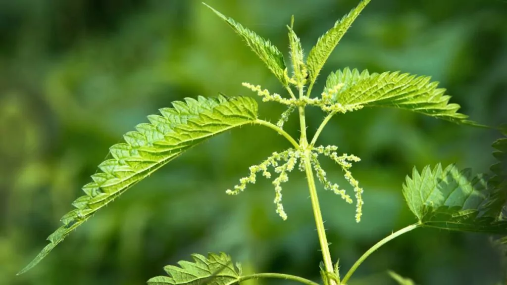 Zioła na nerki i układ moczowy: Wspomaganie nerkowe pokrzywa