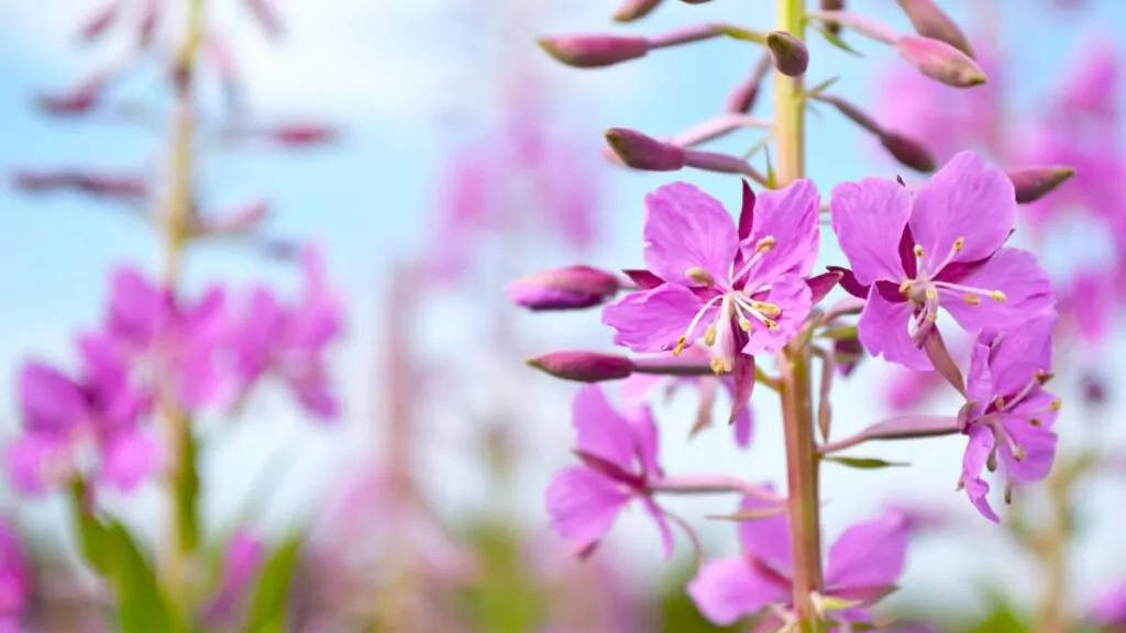 Wierzbownica Drobnokwiatowa