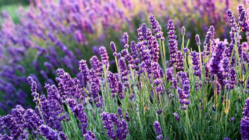 Zioła na depresję: Skuteczna ziołowe moc natury dla zdrowia lawenda