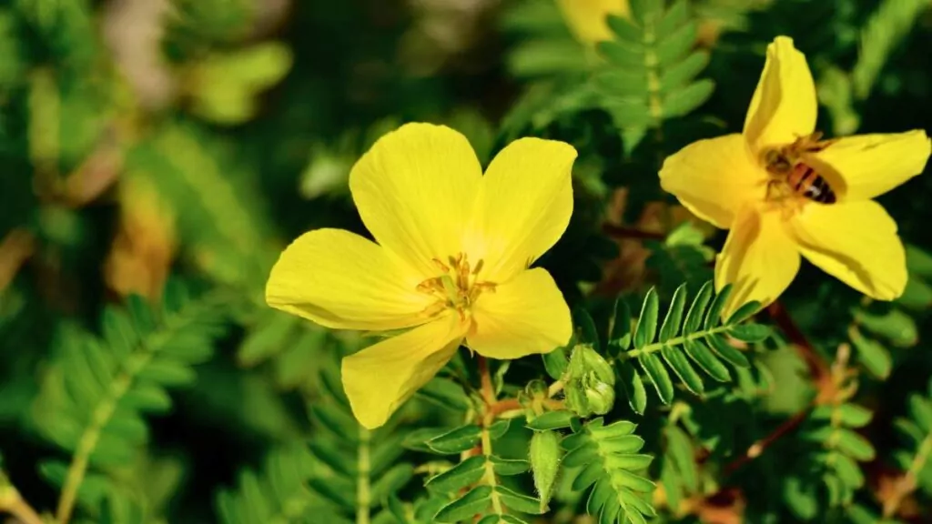 Zioła na potencję: Naturalne wsparcie Twojego libido Buzdyganek Naziemny