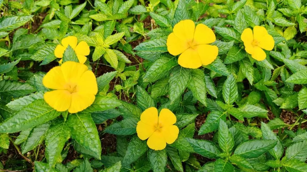 Zioła na potencję: Naturalne wsparcie Twojego libido Damiana Pustynna