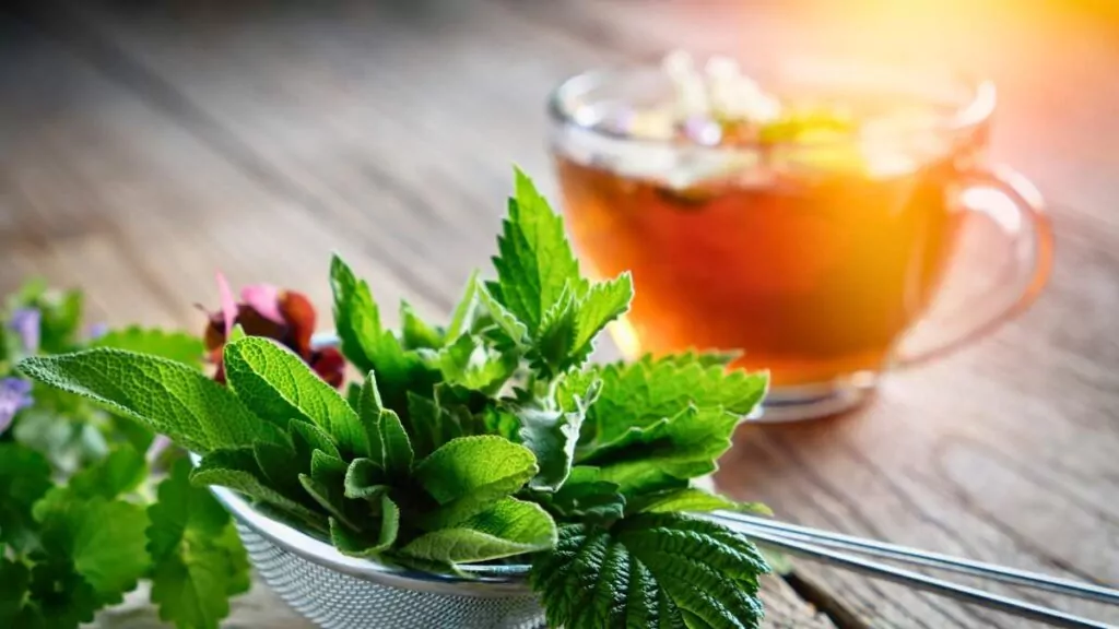 Jak Parzyć Zioła? Jak Parzyć Zioła