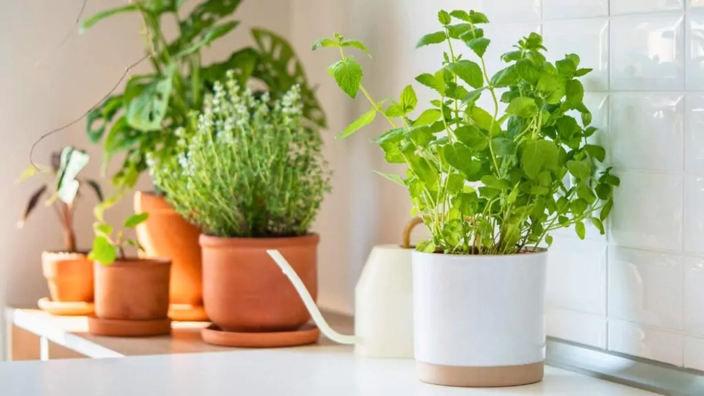 Mięta zielona: właściwości zdrowotne, zastosowanie i uprawa