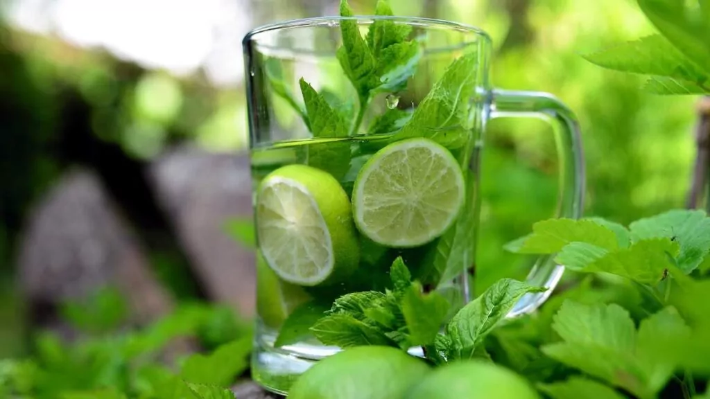 Mięta zielona: właściwości zdrowotne, zastosowanie i uprawa