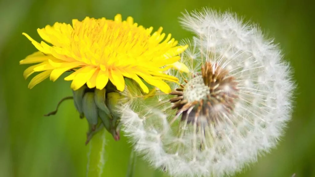 Mniszek lekarski – właściwości lecznicze i zdrowotne mniszka