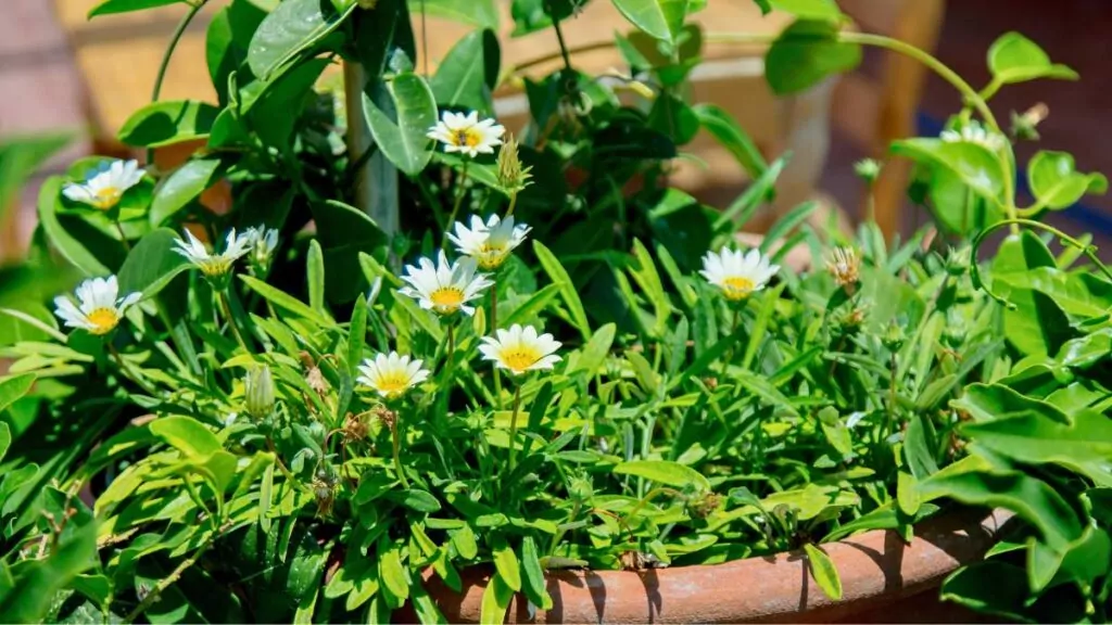 Rumianek pospolity i lekarski – właściwości, zastosowanie i uprawa Rumianek pospolity i lekarski – właściwości, zastosowanie i uprawa