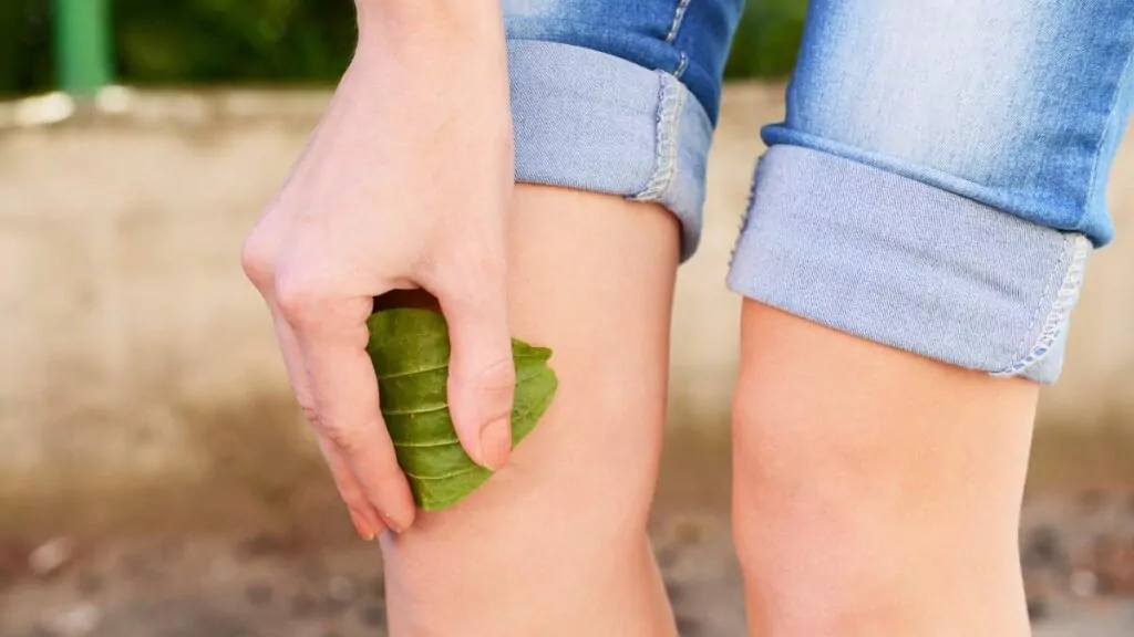 Babka szerokolistna – właściwości lecznicze babki zwyczajnej Babka szerokolistna – właściwości lecznicze babki zwyczajnej