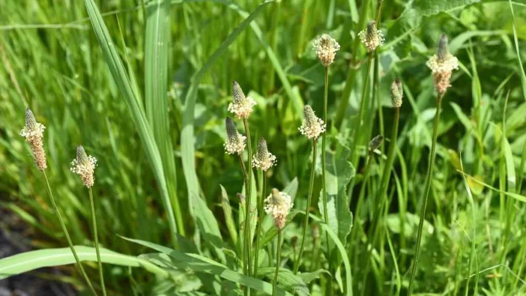 Babka lancetowata – właściwości lecznicze i syrop na jelita