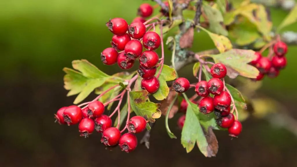 Głóg – właściwości zdrowotne, zastosowanie i przeciwwskazania Głóg – właściwości zdrowotne, zastosowanie i przeciwwskazania