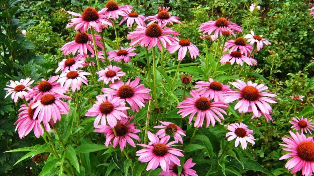 Jeżówka purpurowa – Własciwości zdrowotne i zastosowanie