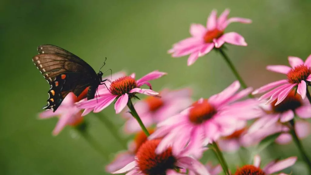 Jeżówka purpurowa – Własciwości zdrowotne i zastosowanie