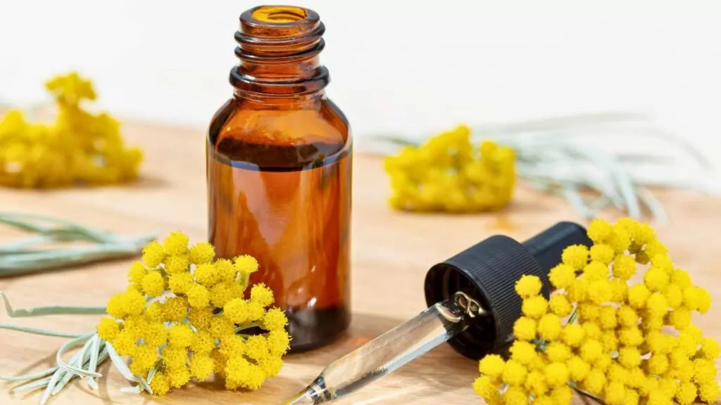 Kocanka włoska: Właściwości i zastosowanie kocanki dla zdrowia