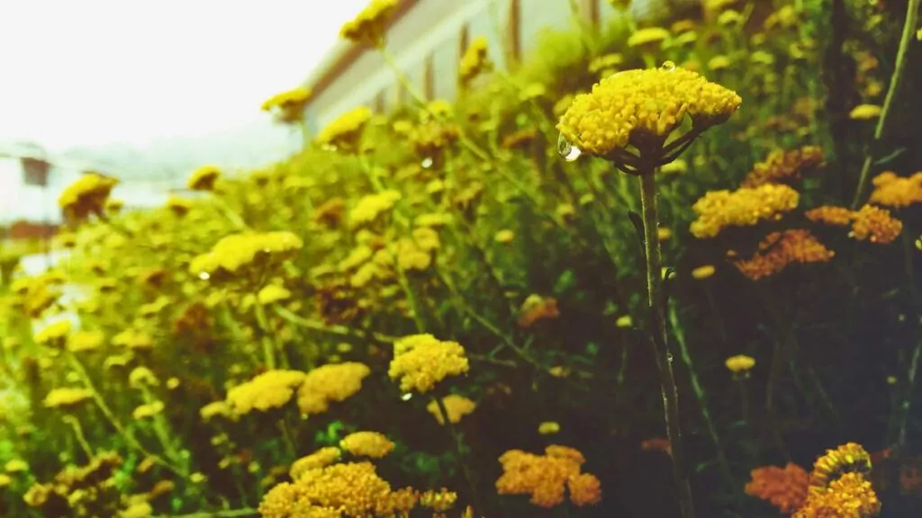 Kocanka włoska: Właściwości i zastosowanie kocanki dla zdrowia