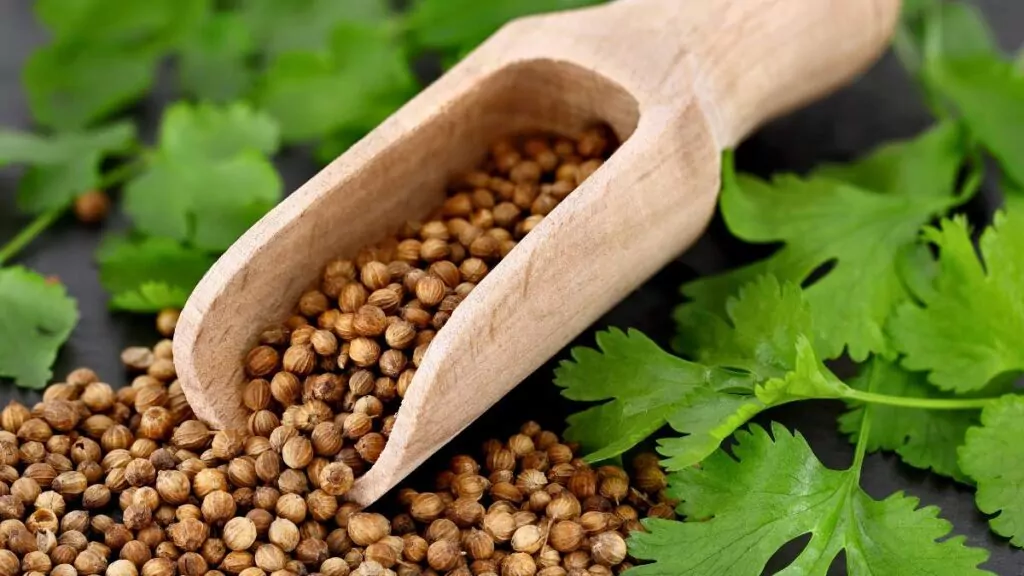 Kolendra siewna – Właściwości zdrowotne i zastosowanie rośliny