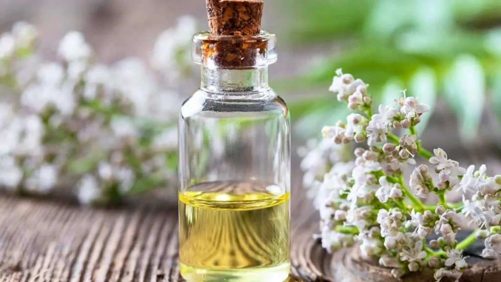 Kozłek lekarski i waleriany – właściwości, zastosowanie i kapsułki Kozłek lekarski i waleriany – właściwości, zastosowanie i kapsułki