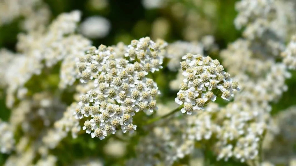 Krwawnik pospolity: Właściwości, zastosowanie i przeciwwskazania