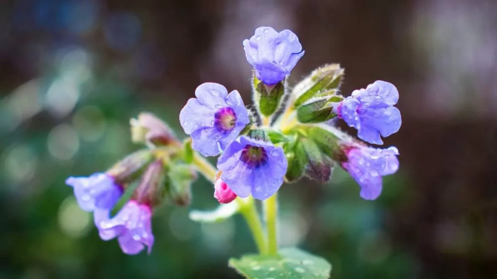 Miodunka - właściwości lecznicze, zastosowanie i ziele miodunki Miodunka - właściwości lecznicze, zastosowanie i ziele miodunki