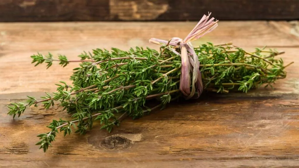 Tymianek – zastosowanie, właściwości zdrowotne i na kaszel Tymianek – zastosowanie, właściwości zdrowotne i na kaszel