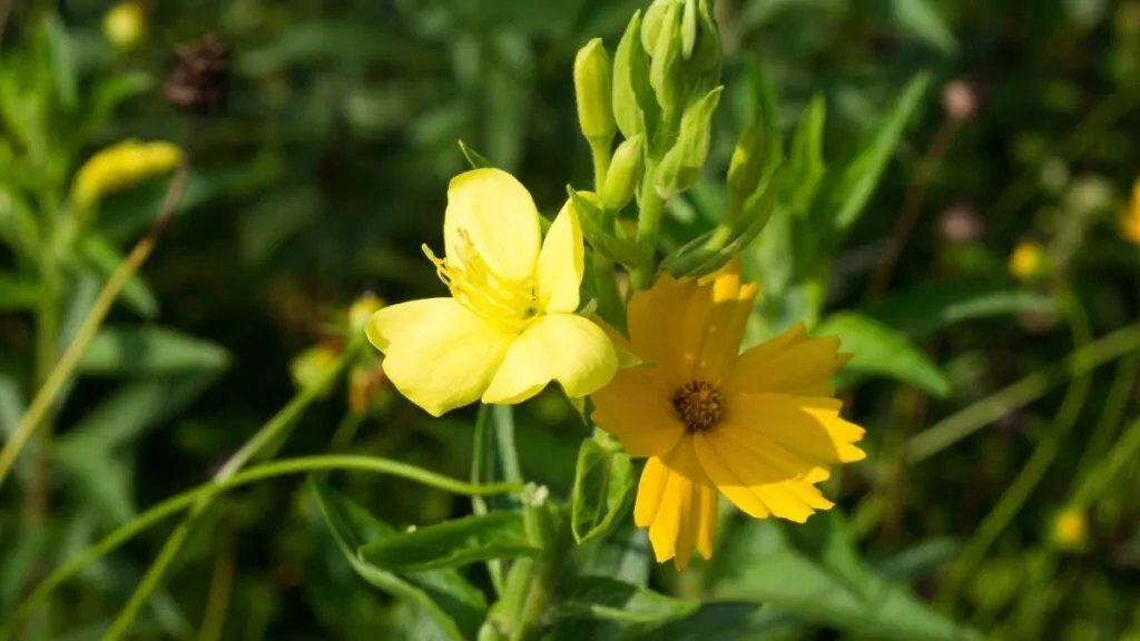 Wiesiołek - lecznicze właściwości oleju i nasion w zdrowiu
