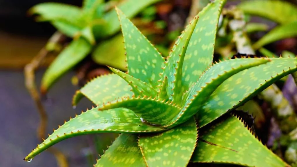 Aloes: Właściwości, sok z aloesu, zastosowanie w kosmetykach