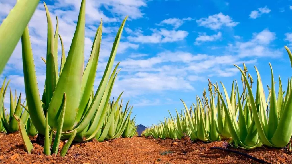 Aloes: Właściwości, sok z aloesu, zastosowanie w kosmetykach aloes zwyczajny