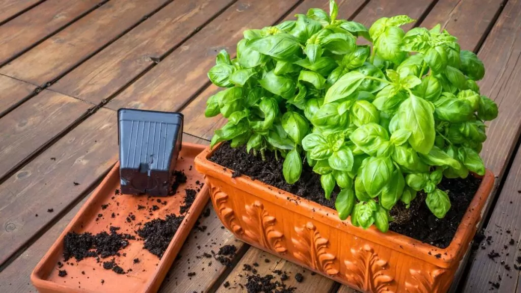 Bazylia – właściwości lecznicze i zastosowanie w kuchni