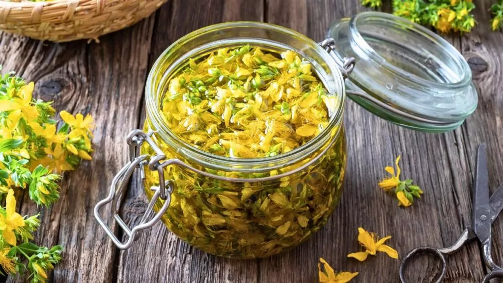 Dziurawiec zwyczajny – właściwości, herbata i przeciwwskazania Dziurawiec zwyczajny – właściwości, herbata i przeciwwskazania