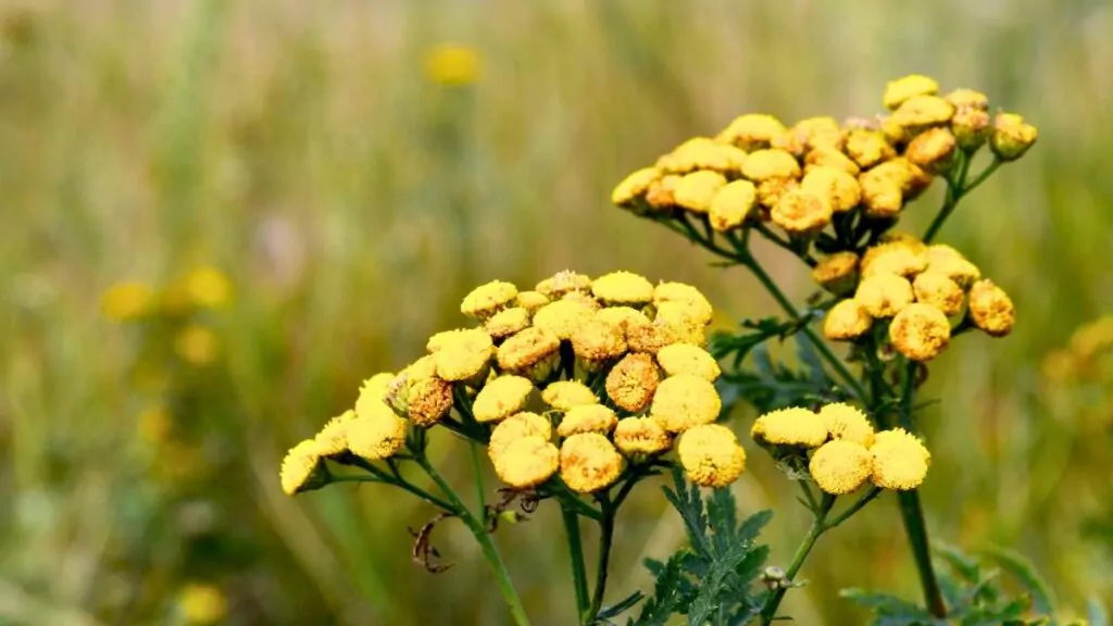 Kocanka piaskowa: Właściwości lecznicze i zastosowanie