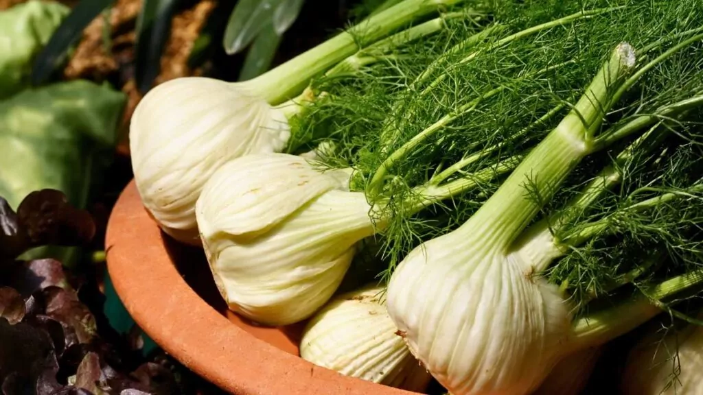 Koper włoski i koper ogrodowy – właściwości i zastosowanie rośliny Koper włoski i koper ogrodowy – właściwości i zastosowanie rośliny