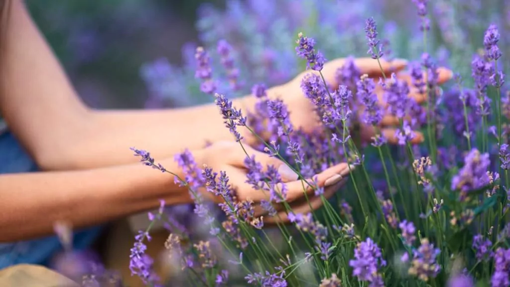Lawenda – Właściwości zdrowotne, uprawa, odmiany i pielęgnacja