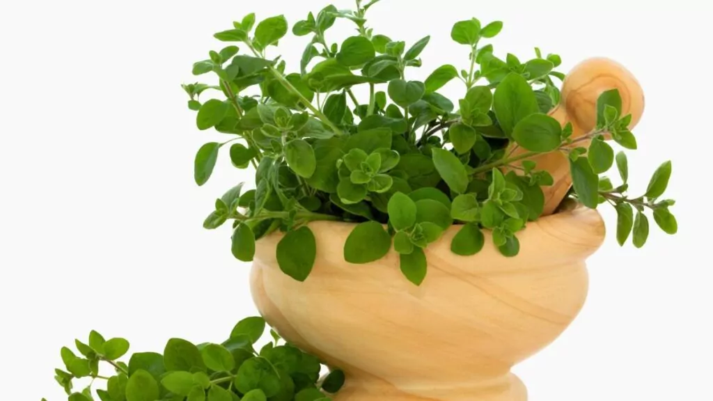 Majeranek – lecznicze właściwości, napar na kaszel i uprawa rośliny