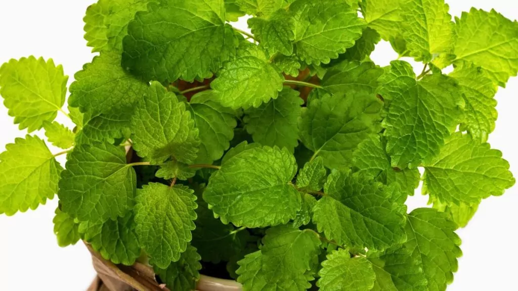 Melisa lekarska – właściwości i działanie melisy w codziennym życiu