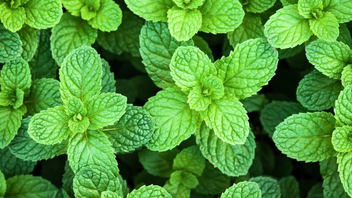 mięta pieprzowa