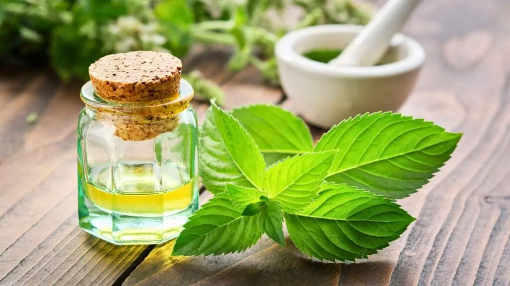 Mięta pieprzowa – właściwości, dolegliwości i zastosowanie Mięta pieprzowa – właściwości, dolegliwości i zastosowanie