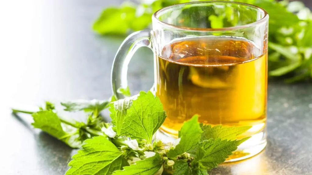 Pokrzywa – właściwości, sok z pokrzywy i przeciwwskazania