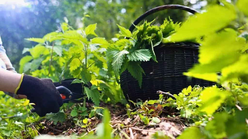 Pokrzywa – właściwości, sok z pokrzywy i przeciwwskazania