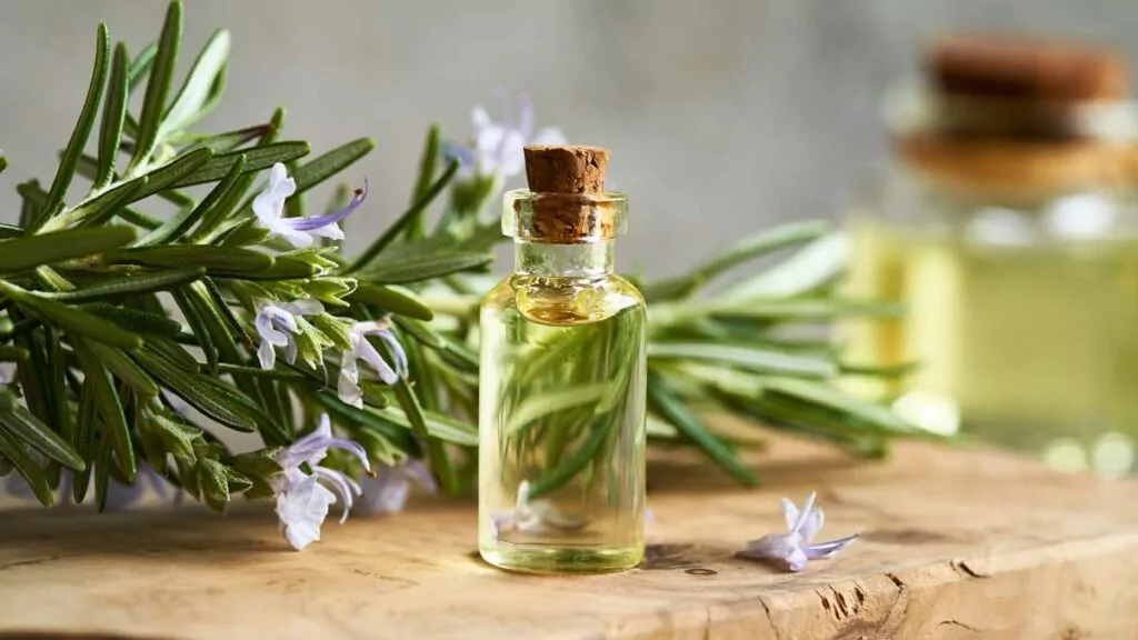 Rozmaryn: Właściwości lecznicze, uprawa i przyprawa w kuchni