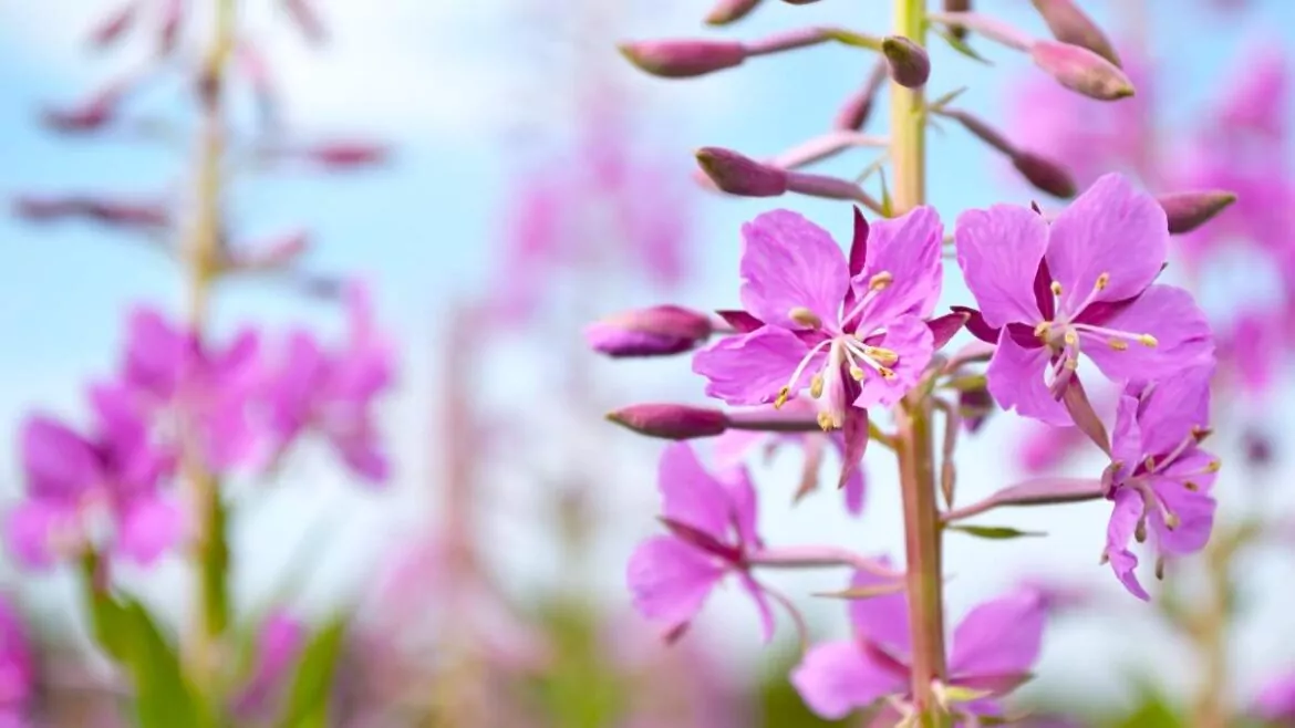 Wierzbownica Drobnokwiatowa