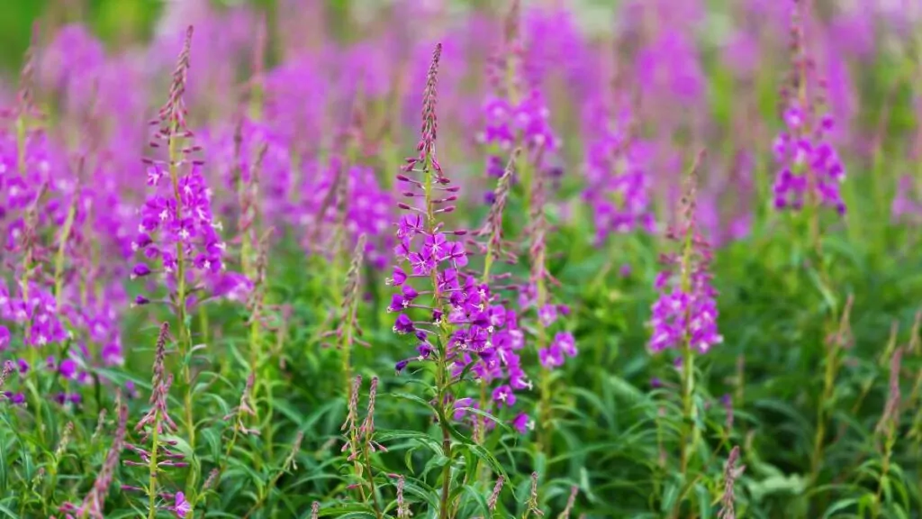 Wierzbownica Drobnokwiatowa: Właściwości i Zastosowanie