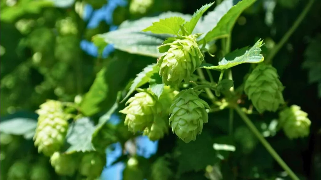 Chmiel Zwyczajny (Humulus Lupulus): Pnącze i Właściwości Lecznicze