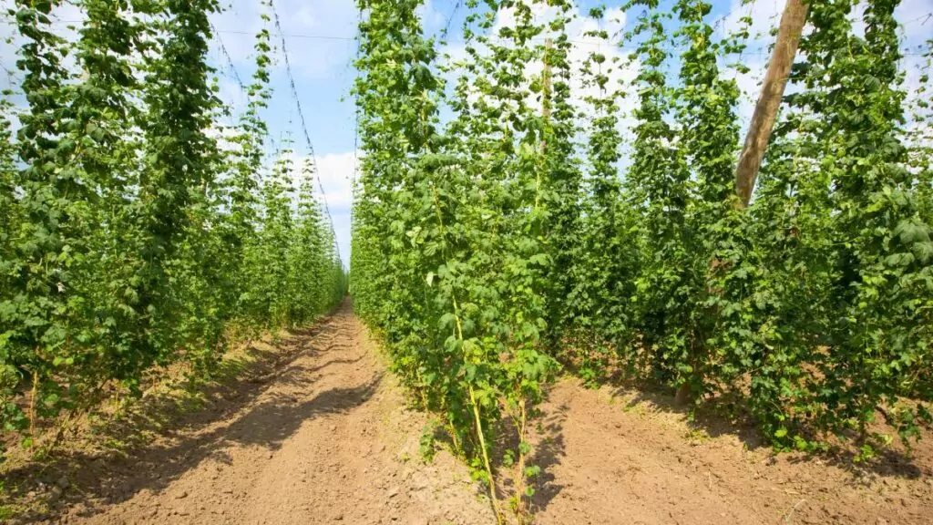 Chmiel Zwyczajny (Humulus Lupulus): Pnącze i Właściwości Lecznicze