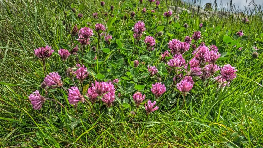 Koniczyna Czerwona: Właściwości lecznicze i Przeciwwskazania