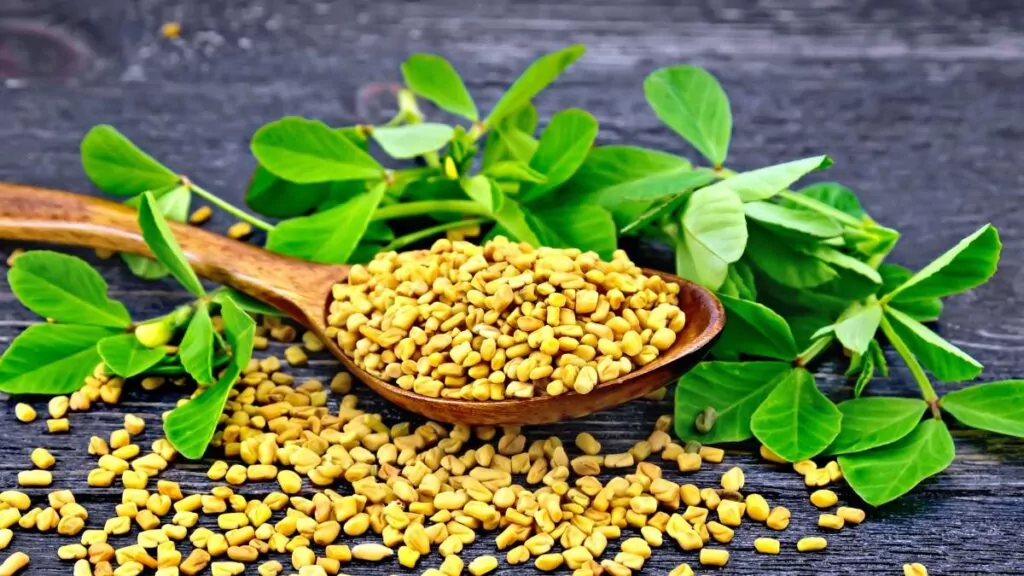 Kozieradka pospolita: właściwości lecznicze i na co pomaga