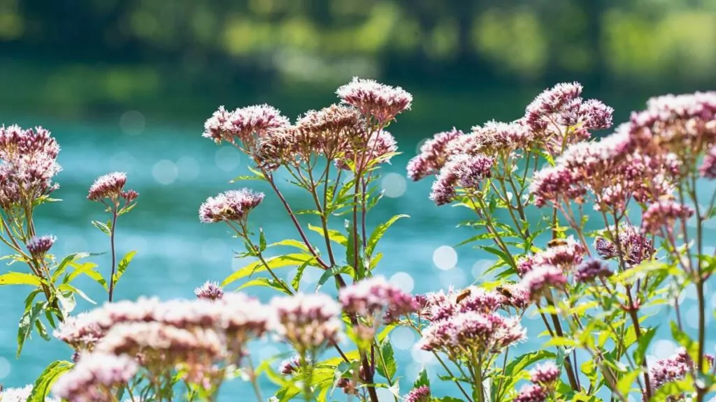 Zioła na sen: Skuteczne zioła na bezsenność dla zdrowego snu