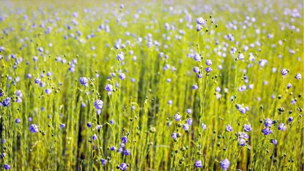 Len Zwyczajny: Uprawa Lnu, Właściwości i Działanie Lniany Len Zwyczajny: Uprawa Lnu, Właściwości i Działanie Lniany