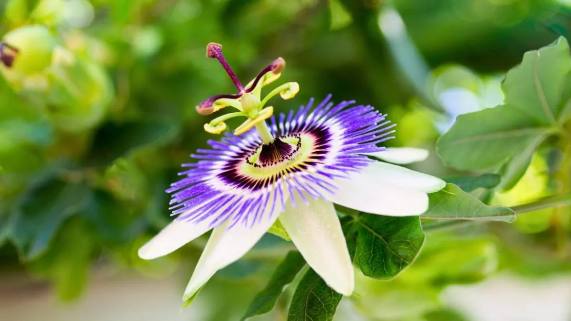 Męczennica Cielista