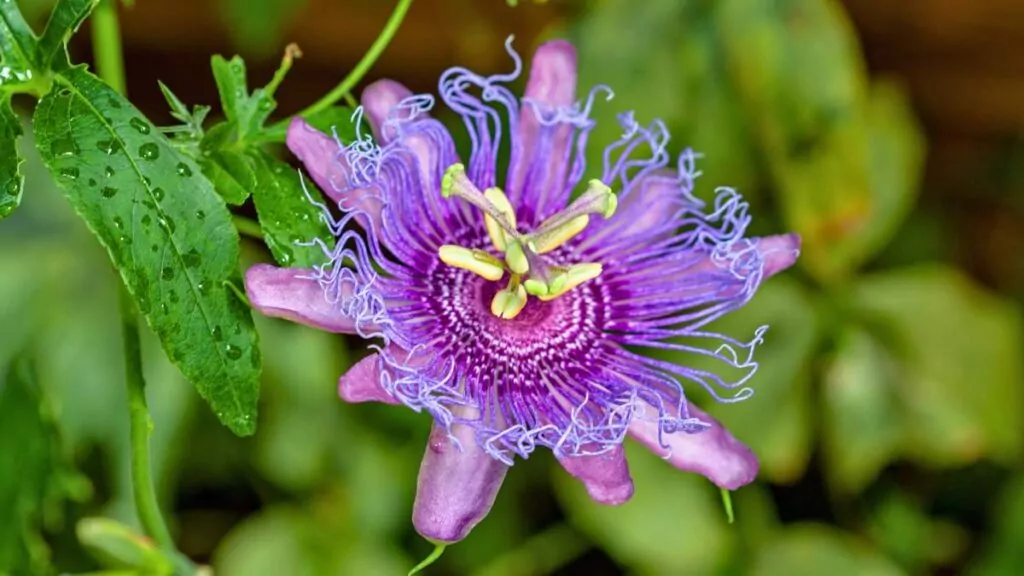 Męczennica Cielista: Ziele Passiflory Incarnata, Przeciwskazania