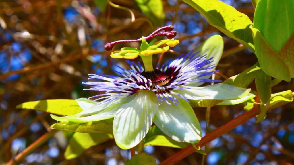 Męczennica Cielista: Ziele Passiflory Incarnata, Przeciwskazania